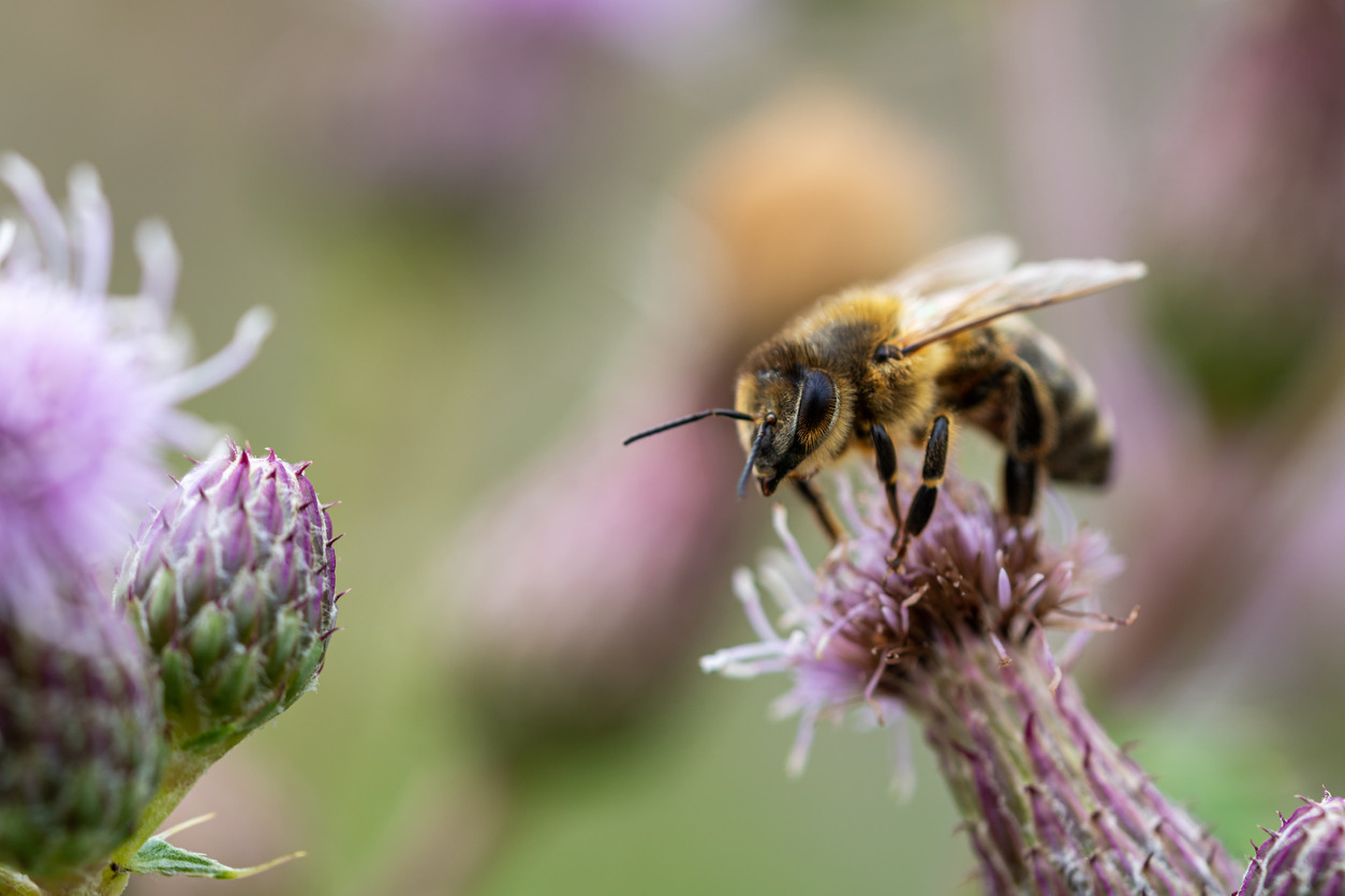 Biodiverzita Biodiverzita