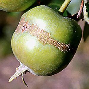 Schade aan fruitbomen door late voorjaarsvorst