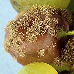 Botrytis (grijze schimmel) bij de wijnstok