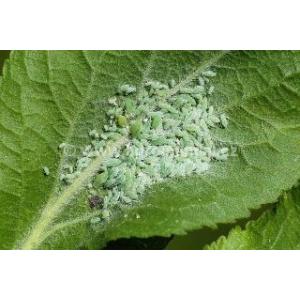 Bladluizen op fruitbomen