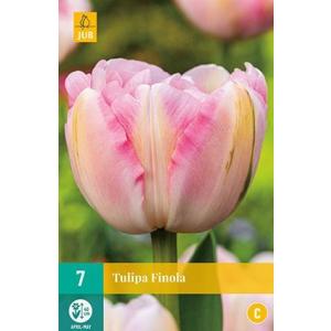 Tulip Finola "C"