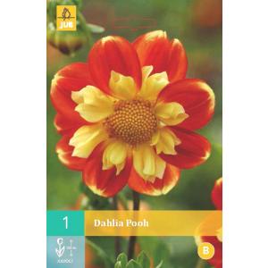 Dahlia POOH "B"