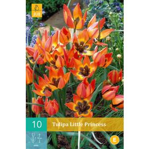 Tulip "Little Princess" "C"