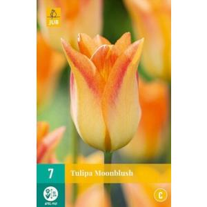 Tulip Moonblush "C"