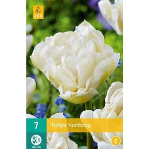 Tulip Northcap "C"