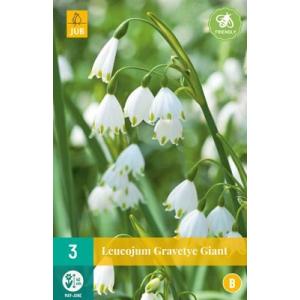 Sneeuwklokje Leucojum Gravetye Giant "B"