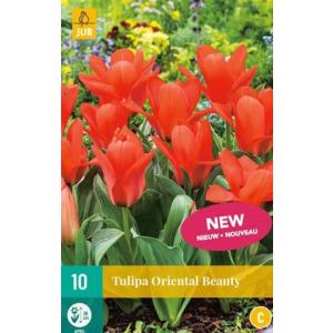 Tulp Oriental Beauty "C"