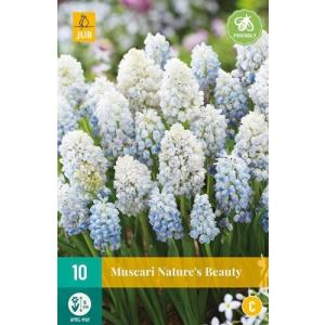Modrica Muscari Nature’s Beauty "C"