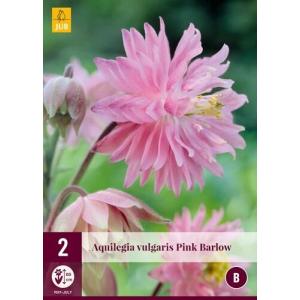 Akelei PINK BARLOW "B"