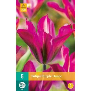 Tulip Purple Dance "C"