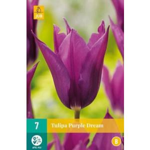 Tulip Purple Dream "B"