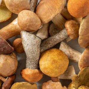 Hoe kun je thuis paddenstoelen kweken zonder langdurig in het bos te hoeven zoeken?