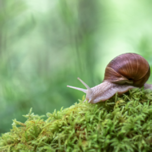 Hoe kom je van de slakken in de tuin af?