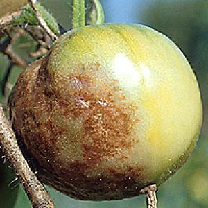 Fytophthora bij tomaten