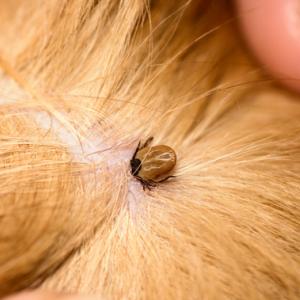 Hoe kunt u uw hond het meest effectief tegen teken beschermen?