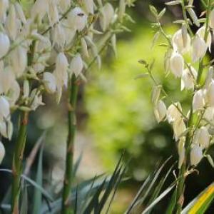 De yucca in huis en in de tuin: stap voor stap kweken en verzorgen