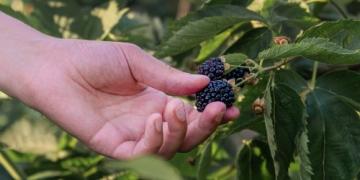 Wanneer moet je zwarte bessen planten en snoeien, en hoe zorg je voor een rijke oogst?