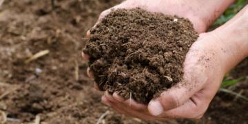 Een tekort aan voedingsstoffen in de bodem. Hoe weet je wat er aan de planten ontbreekt?