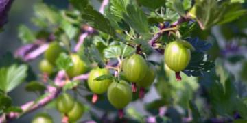 Hoe je kruisbes kweekt: aanplanten, snoeien, bemesten en bescherming tegen echte meeldauw