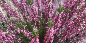 Heide: kweken, verzorgen en planten in de tuin en in een pot