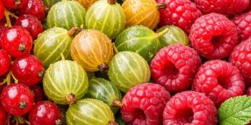 Het snoeien van fruitstruiken in de vroege lente: hoe je aalbessen, kruisbessen en frambozen snoeit