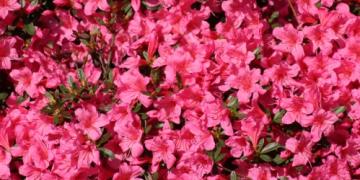 Azalea’s voor buiten en binnen: planten, snoeien en overwinteren zonder fouten