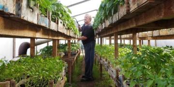 Tomaten en paprika’s kweken: een bekende groenteteler geeft tips (+video)