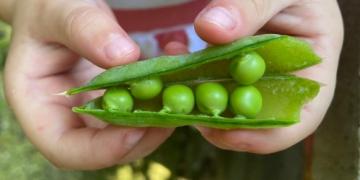 Tuinerwten: we hebben andere erwtenrassen uitgeprobeerd. Ontdek of het de moeite waard is