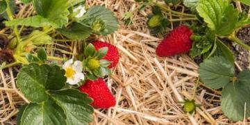 Hoe aardbeien winterklaar maken en ze na de winter verzorgen