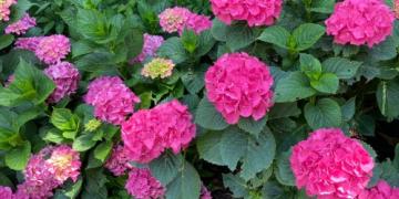 Wanneer moet je rozen of siergrassen snoeien? We geven ook advies over lavendel