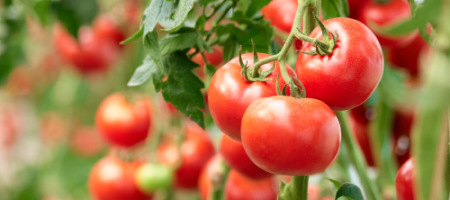 9 tips van professionele tuiniers om het telen van tomaten te verbeteren