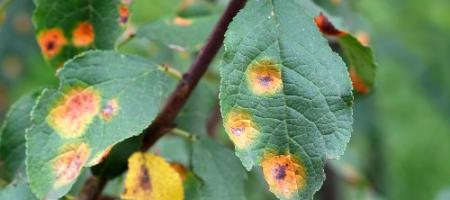 Perenroest: Helpt een bespuiting?