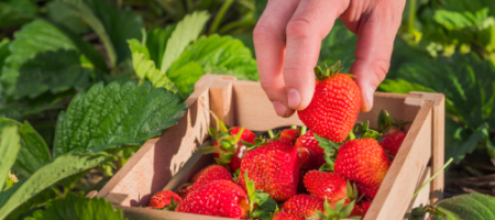 Aardbeien kweken: een complete handleiding, van het planten tot de oogst