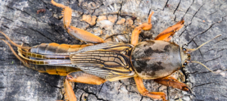 Hoe kom je van de beertjes in de tuin af?