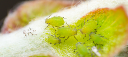 Hoe kom je van luizen af, zowel in de tuin als in huis?