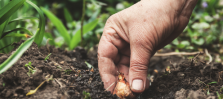 Wat kun je in september planten?