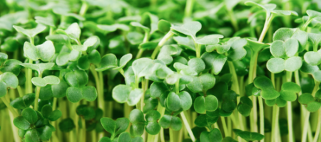 Zaden voor microgreens: Kweek zelf gezonde groenten in 14 dagen