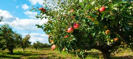 De verzorging van appelbomen stap voor stap: hoe moet je ze planten, snoeien en bemesten?