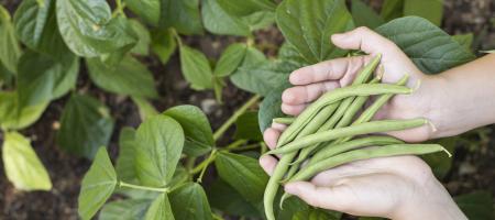 Bonen: Het planten en telen van deze populaire groente