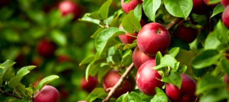 De beste appelrassen in Slowakije. Welke zijn jouw favorieten?