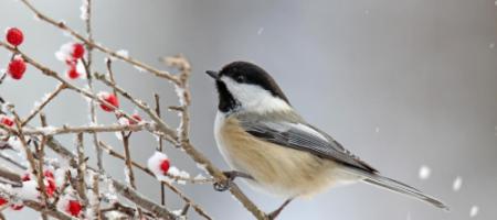 Hoe kun je natuurlijke vijanden van ongedierte naar de tuin lokken?