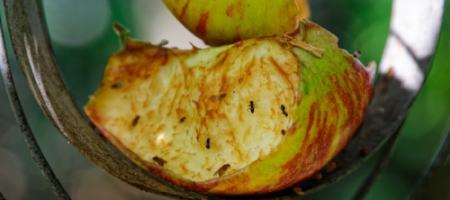 Hoe kom je van wijndoetjes in de keuken af? Wat trekt fruitvliegjes aan?