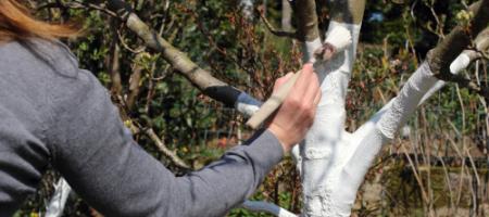 Wanneer en hoe moet men bomen met kalk insmeren om vorstscheuren te voorkomen?