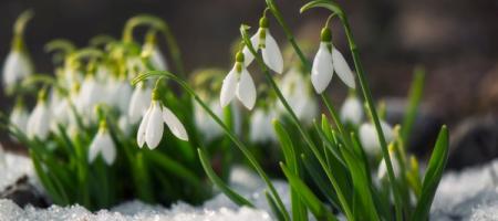 Welke klussen staan er in februari in de tuin op het programma?