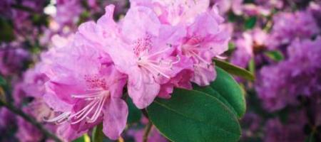 Rododendron: teelt, overwintering en ziekten – een complete gids