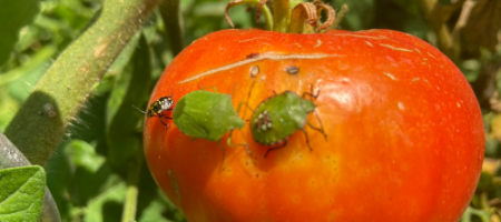 Muggen op tomaten, op balkons en in de woning: hoe kun je ze effectief bestrijden?