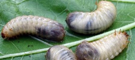 Gangen in de grond: hoe herken je de larven van de meikever en de goudkever?