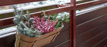 Ook in de winter prachtig! Haal deze winterharde planten voor op je balkon in huis
