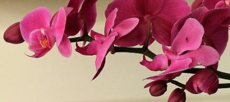 Weet u hoe u een orchidee zo kunt kweken dat hij vol bloemen staat?
