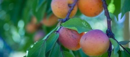 Tips van tuinliefhebbers: De beste abrikozenrassen
